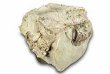 Fossil Oreodont (Leptauchenia) Skull - South Dakota #284206-5